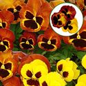 Afbeelding van Viola P9 Grootbloemig Fire Andre Rieu